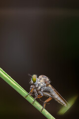 the robberfly is eating a small insect,
taken at close range (Macro) with a blurred background