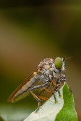 the robberfly is eating a small insect,
taken at close range (Macro) with a blurred background