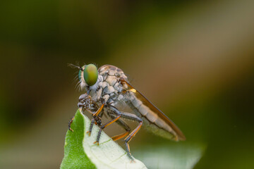 the robberfly is eating a small insect,
taken at close range (Macro) with a blurred background