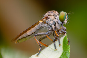 the robberfly is eating a small insect,
taken at close range (Macro) with a blurred background