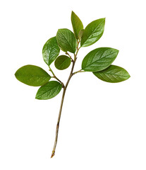 Twig with spring green leaves isolated