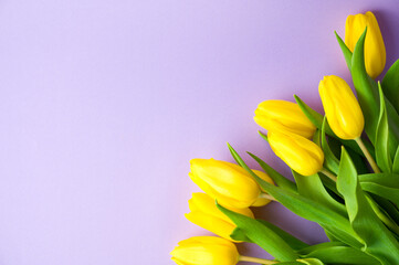 Spring banner with flat lay yellow tulips on pastel purple background, Easter,women's day.mother's day