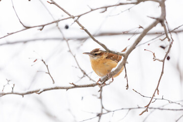 Carolina Wren perched on tree branch with snow in winter