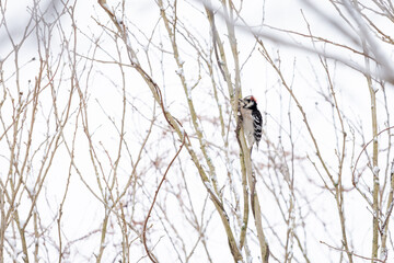 Downy woodpecker climbing up branch with snow during winter