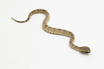 Flat-nosed pit viper snake Trimeresurus puniceus on white background
