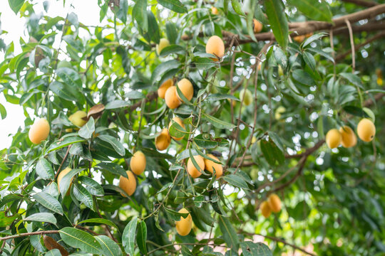 Thai Plango fruit or Boueaburmanica Griff, Tropical fruit calling Ma Yong Chid in natural orchard garden field