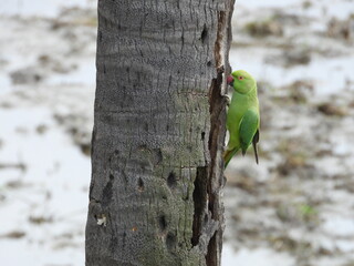 Rose ringed parakeet on Coconut Tree Truck
