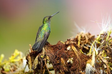 Tropical bird (amazilia fimbriata) in the Amazon rainforest, Brazil