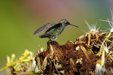 Tropical bird (amazilia fimbriata) in the Amazon rainforest, Brazil