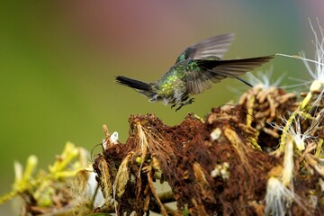 Tropical bird (amazilia fimbriata) in the Amazon rainforest, Brazil