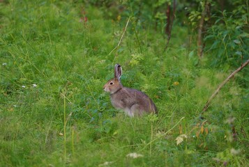 rabbit in the garden
