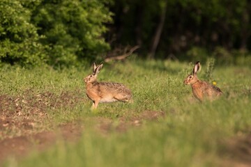 rabbit in the grass