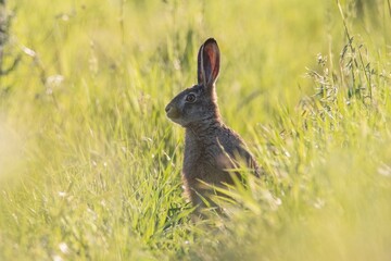 rabbit in the grass