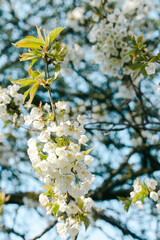 Frühling, Blüten, Spring