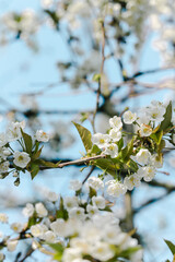 Frühling, Blüten, Spring