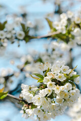Frühling, Blüten, Spring