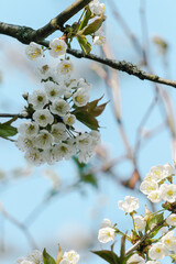 Frühling, Blüten, Spring