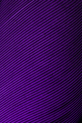 Blue and Purple Feathers,Feather, Purple, Textured, Fashion, Macrophotography,Blue and Purple Feathers