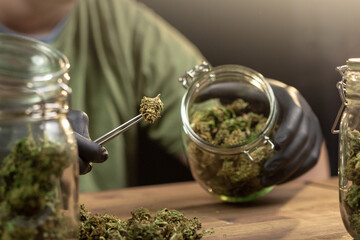 Hands placing trimmed weed buds in a glass jar. Medical hemp with low CBD content. - obrazy, fototapety, plakaty