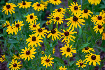 A small patch of brilliant yellow Black-Eyed-Susan flowers in the middle of a hot North Carolina summer. 