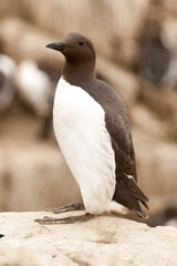 Guillemot de Troïl