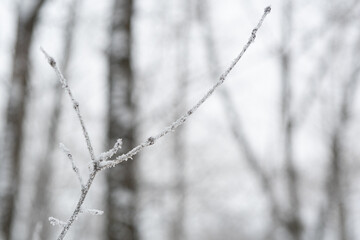 A branch of a small tree covered with ice crystals and frost. Winter types of snow-covered and frost-covered dry plants.