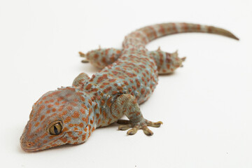 Tokay Gecko (Gekko gecko) isolated on white background.
