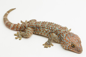 Tokay Gecko (Gekko gecko) isolated on white background.
