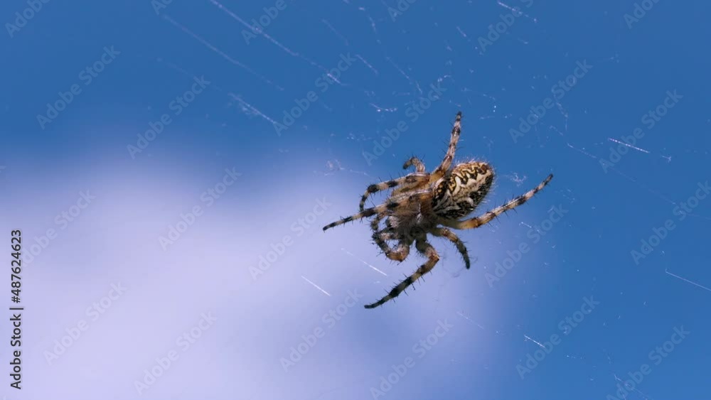 Poster wild predatory spider on web. creative. large spider on web on background of blue sky. spider sits o