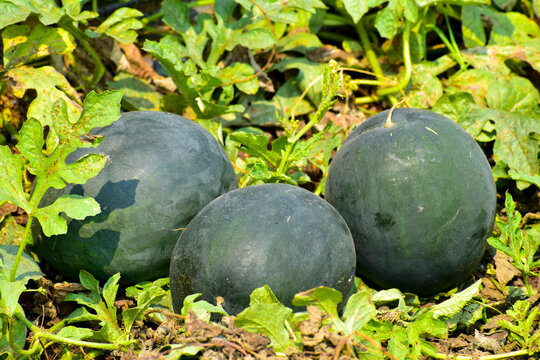 Watermelons on the green melon field in the summer.