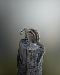 Squirrel in morning sunshine
