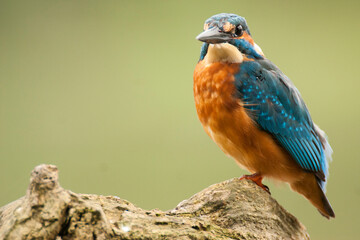Martin pêcheur d'Europe