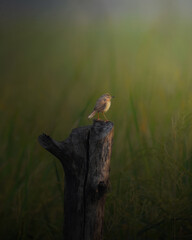 Bird in early morning sunshine