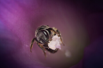 Honey Bee on its work