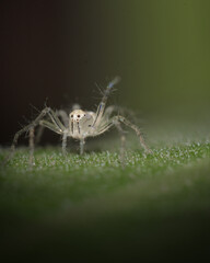 Dancing spider