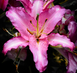 Lilium Joséphine © Frederic.M