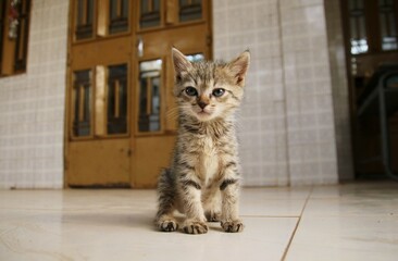 le chat qui chasse les souris de la maison