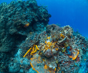 Fototapeta na wymiar coral reef macro ,texture, abstract marine ecosystem background on a coral reef