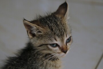 le chat le meilleur ami de l'homme