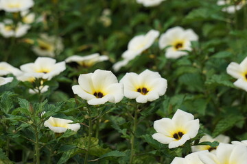 The beautiful primrose flower in the nature