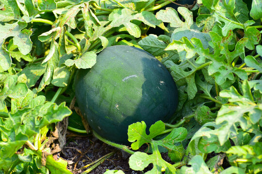 Watermelons on the green melon field in the summer.