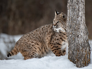 A Bobcat Romaing a Snowy Clearing
