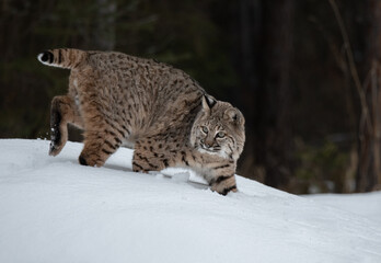 A Bobcat Romaing a Snowy Clearing