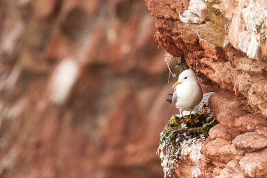 Mouettes Tridactyles