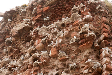 Mouettes Tridactyles