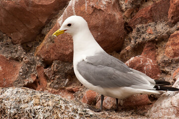 Mouettes Tridactyles