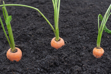 Ripe carrots grow in the soil. Organic farming