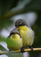 Sunbird babies