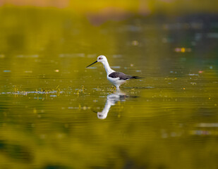 Golden Hour Bird shot