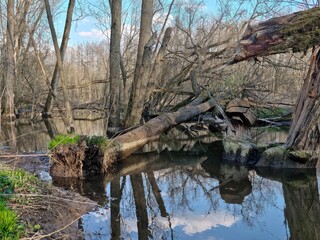 Silence over the pool, trees flooded with water, the pool is created by a beaver dam, made of small branches, wetlands and dried trees on the lake.